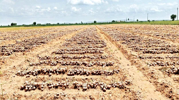 మార్క్‌ఫెడ్‌ ద్వారా ఉల్లి కొనుగోళ్లు