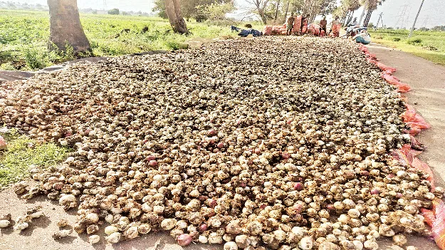 ఉల్లి రైతు  కన్నీరు