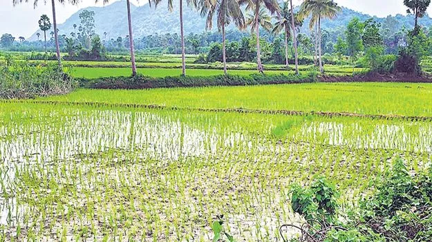 లక్ష్యం దిశగా వరి సాగు