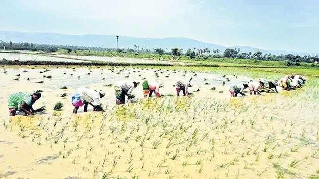 ఊపందుకున్న వరినాట్లు