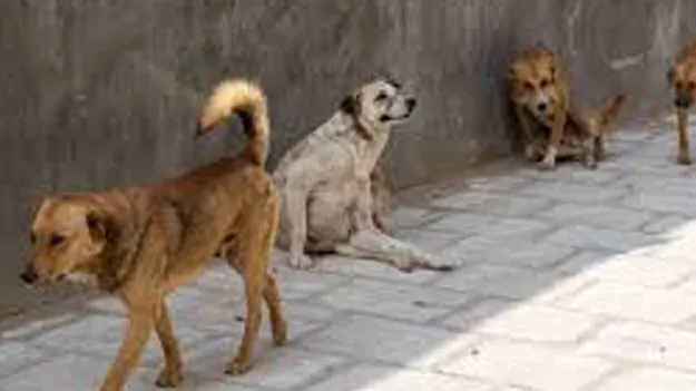 Child Injured in Dog Attack: కుక్కల దాడిలో చిన్నారికి గాయాలపై స్పందించిన బెల్లంపల్లి కోర్టు 