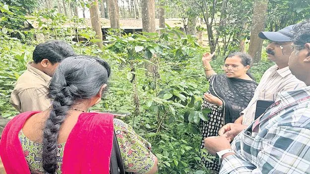 చింతపల్లిలో కాఫీ బెర్రీ బోరర్‌ తెగులు