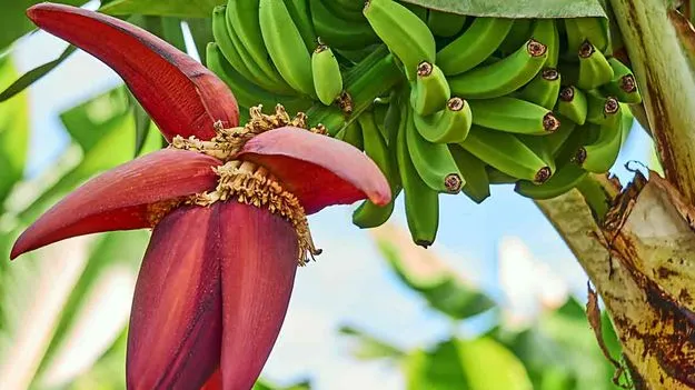 Banana Flower: ఆరోగ్యానికి అరటి పువ్వు