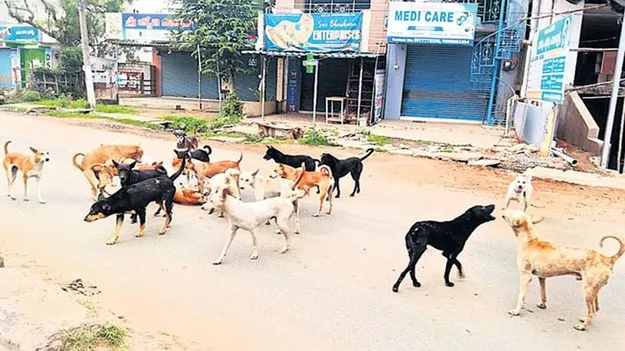 గ్రామ సింహాల బెడద