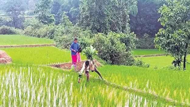 మన్యంలో జొల్డ పండుగ జోష్‌