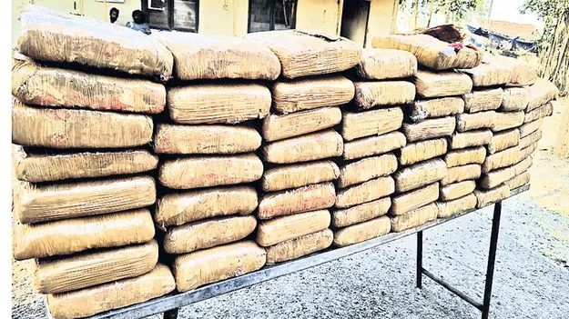 గంజాయి వలలో యువత