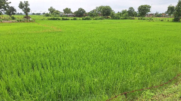 kumaram bheem asifabad- అరచేతిలో వ్యవసాయం