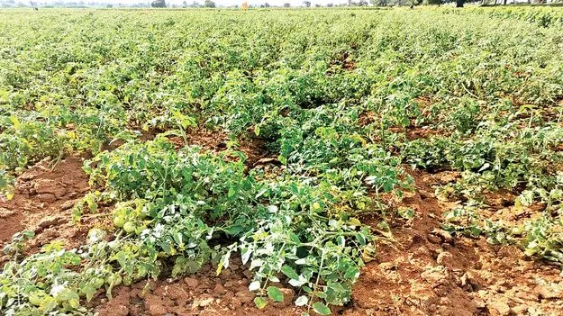 టమోటా కిలో రూ.4