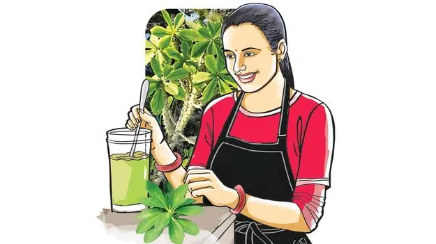 Aakujemudu Medicinal Uses: ఆకుజెముడు ఆకులతో ఆహార ఔషధం