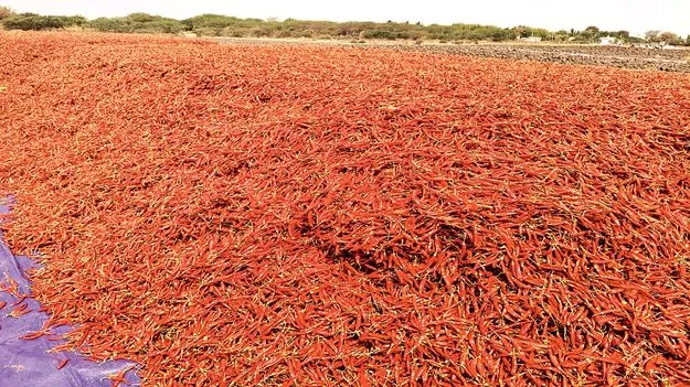    ఆశలు రేపుతున్న మిరప ధరలు