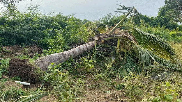 పాతపేట వద్ద 14 ఏనుగుల హల్‌చల్‌