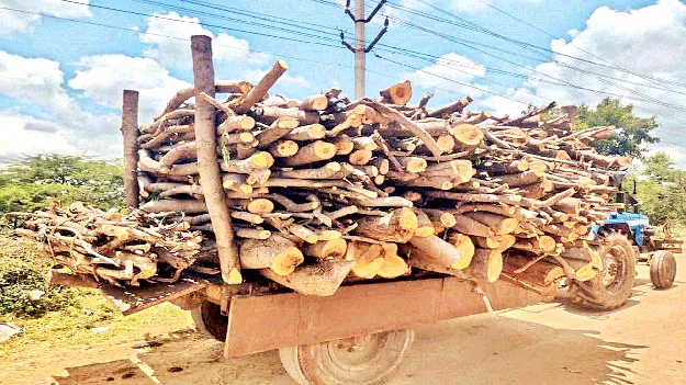 నరికేస్తున్నారు.. తరలిస్తున్నారు