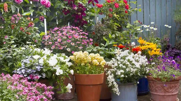 Flower Plants Care: పూలు ఎక్కువగా పూయాలంటే