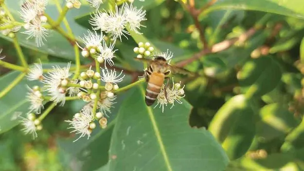 Health Benefits: ఆరోగ్యానికి లవంగ నేరేడు