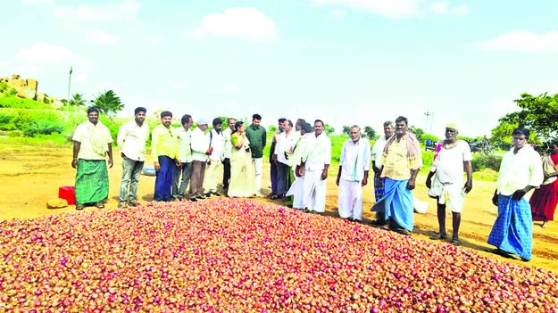  ఉల్లిపాయ పంట పరిశీలన 