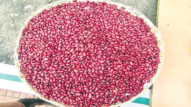 సేంద్రీయ పద్ధతిలో రాజ్‌మా విత్తన శుద్ధి