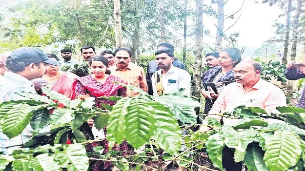 బెర్రీ బోరర్‌ నివారణకు పకడ్బందీ చర్యలు