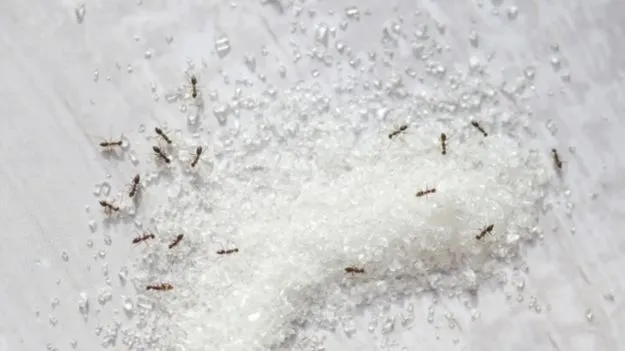 Kitchen Tips: కిచెన్‌లో చక్కెర డబ్బాలోకి చీమలు వస్తున్నాయా? ఈ ఇంటి నివారణలు ట్రై చేయండి.!