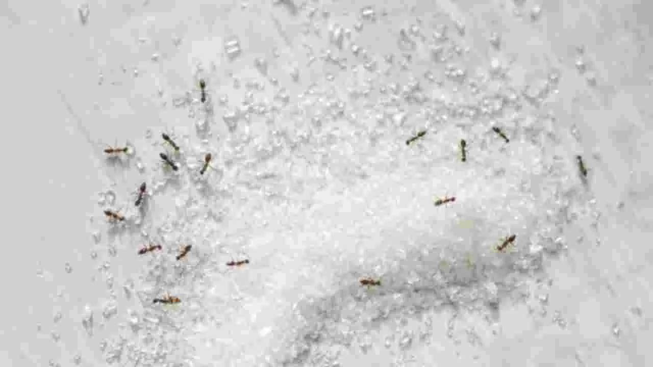 Kitchen Tips: కిచెన్‌లో చక్కెర డబ్బాలోకి చీమలు వస్తున్నాయా? ఈ ఇంటి నివారణలు ట్రై చేయండి.!