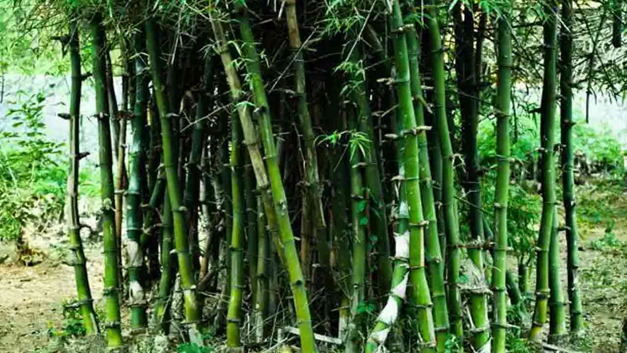 Snake Repellent Tips: పాములు రాకుండా ఉండాలంటే.. మీ ఇంటి చుట్టూ ఉండే ఈ చెట్లను వెంటనే పీకేయండి..