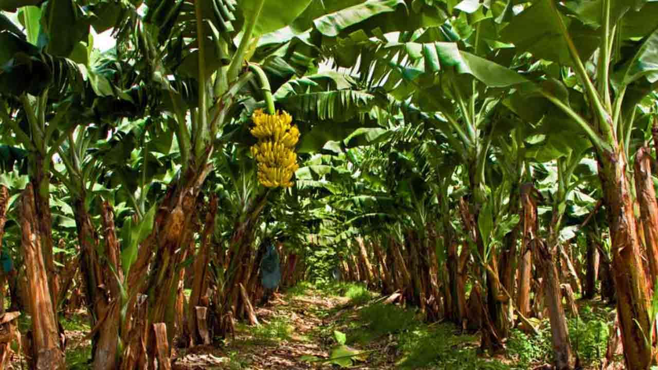 Snake Repellent Tips: పాములు రాకుండా ఉండాలంటే.. మీ ఇంటి చుట్టూ ఉండే ఈ చెట్లను వెంటనే పీకేయండి..