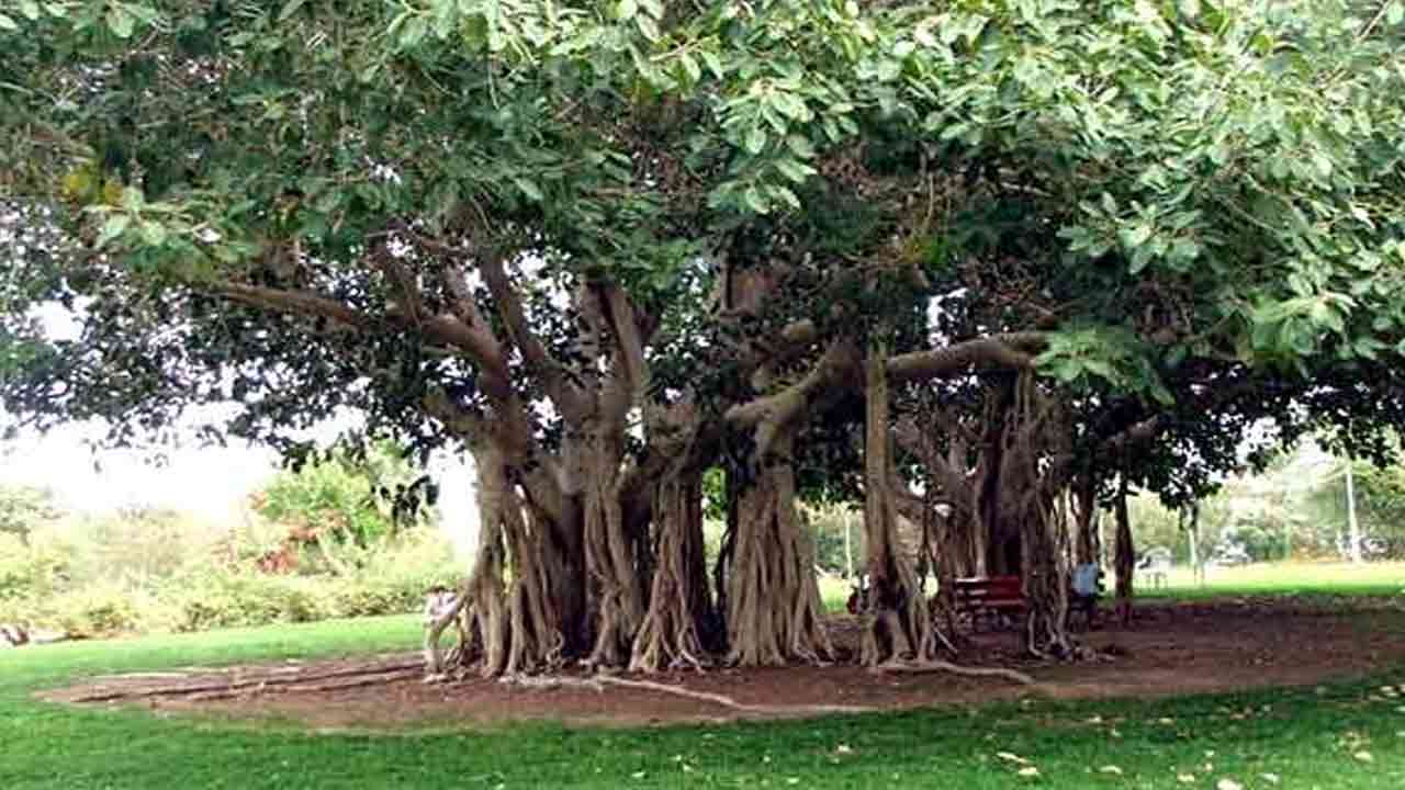 Snake Repellent Tips: పాములు రాకుండా ఉండాలంటే.. మీ ఇంటి చుట్టూ ఉండే ఈ చెట్లను వెంటనే పీకేయండి..