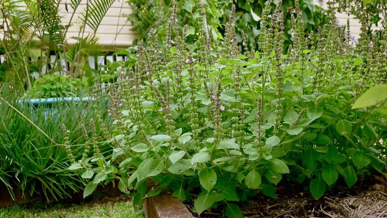 Snake Repellent Tips: పాములు రాకుండా ఉండాలంటే.. మీ ఇంటి చుట్టూ ఉండే ఈ చెట్లను వెంటనే పీకేయండి..