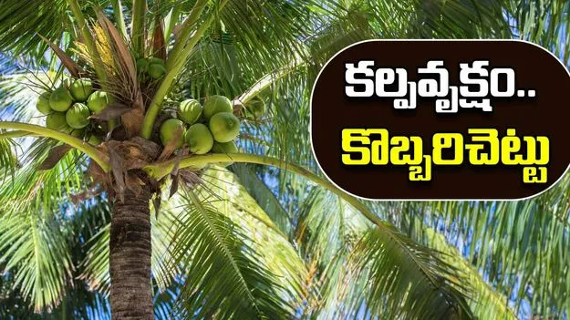  Coconut Tree :  కల్పవృక్షం.. కొబ్బరిచెట్టు. నేడు ప్రపంచ కొబ్బరి దినోత్సవం