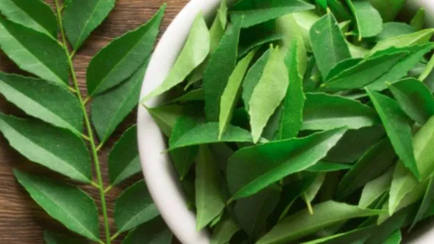 Benefits of Curry Leaves: కొలెస్ట్రాల్ నుండి డయాబెటిస్‌ వరకు.. ఖాళీ కడుపుతో ఈ ఆకులు నమిలితే..