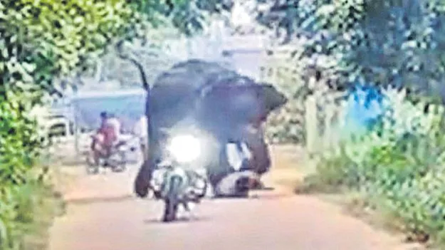 Elephant Attack: జనావాసాల్లో ఏనుగు హల్‌చల్‌
