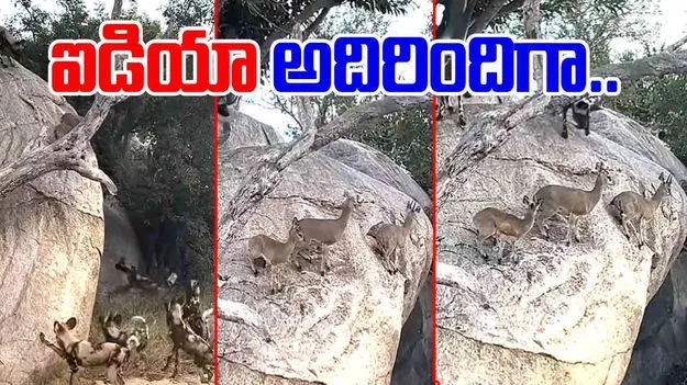 Deers VS Wild Dogs: చుట్టుముట్టిన అడవి కుక్కలు.. మాస్టర్ ప్లాన్ వేసిన జింకలు.. చివరకు..