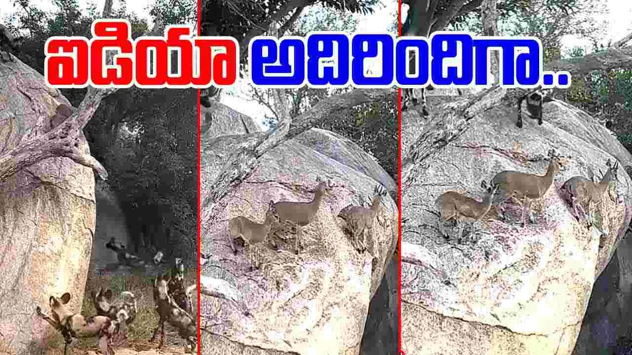 Deers VS Wild Dogs: చుట్టుముట్టిన అడవి కుక్కలు.. మాస్టర్ ప్లాన్ వేసిన జింకలు.. చివరకు..