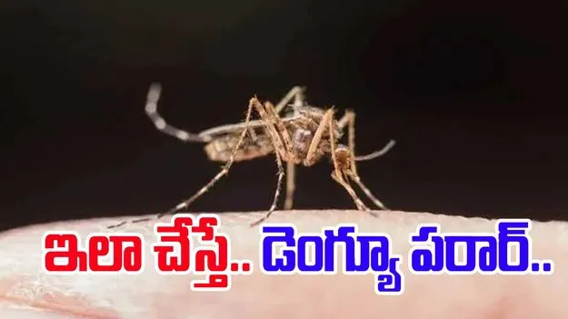 Tips To Prevent Dengue Fever: డెంగ్యూ జ్వరం దరి చేరకూడదంటే.. సింపుల్ చిట్కాలు