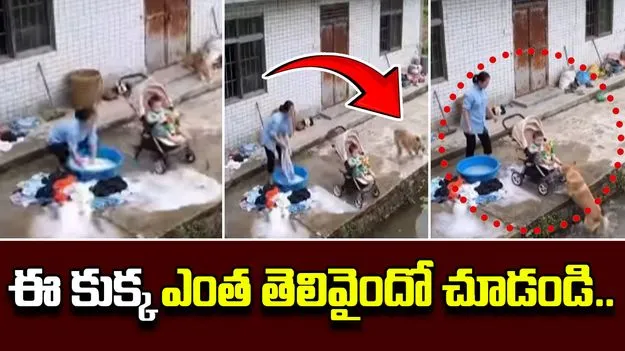 Dog saves child: కుక్క ఎంత స్మార్ట్‌గా ఆలోచించిందో.. నీటిలో పడబోతున్న పిల్లాడిని ఎలా కాపాడిందో చూడండి..
