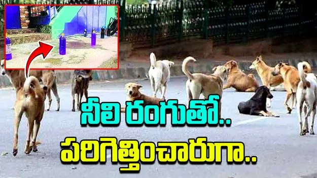 Dogs: అబ్బో.. ఈ ఐడియా ఏదో బాగానే ఉందిగా.. విషయం ఏంటంటే..