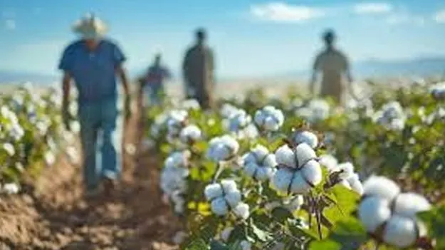 Cotton Worker: పత్తి తీతలో ప్రకాశ్‌రావు కూలీ నం.1