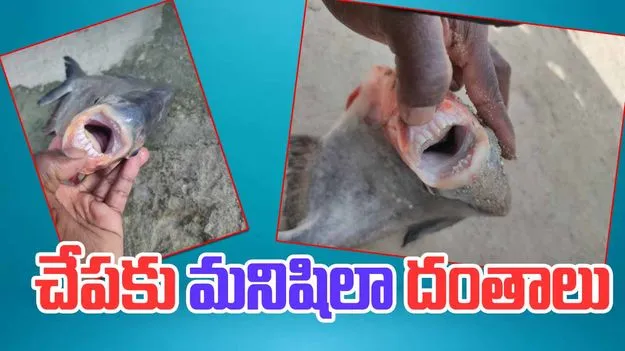 Fish With Human Like Teeth: అత్యంత అరుదైన సంఘటన.. మనిషిలా దంతాలు కలిగిన చేప..