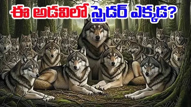 Optical Illusion Test: మీ చూపునకు శక్తి ఉంటే.. ఈ అడవిలో స్పైడర్‌ను 5 సెకెన్లలో కనిపెట్టండి..