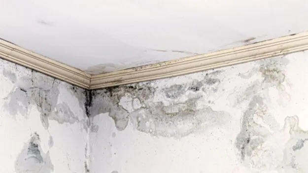 Monsoon Home Tips: వానాకాలంలో గోడలపై తేమ, ఫంగస్..ఈ చిట్కాలతో మాయం.!