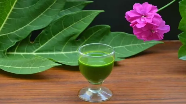 Health Benefits on Papay Leafs: బొప్పాయి ఆకు జ్యూస్‌తో.. ఈ సమస్యలు దూరం..