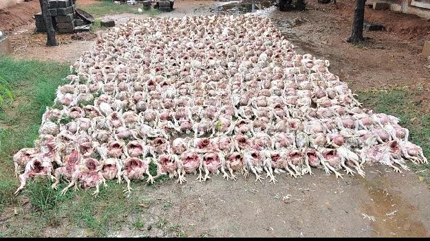 Chickens.. tears in the farmer's eyes కోళ్లు.. రైతు కంట కన్నీళ్లు 