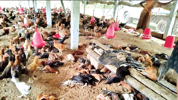 What happened to those chickens? ఆ కోళ్లకు ఏమైంది?