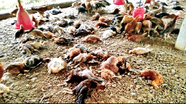 Chickens die from Ranikat disease రాణికట్‌ వ్యాధితోనే కోళ్ల మృతి