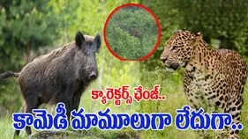 Leopard VS Wild boar: దయ్యం కానీ పట్టలేదుగా.. చిరుతను చూడగానే అడవి పంది ఏం చేసిందంటే..