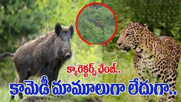 Leopard VS Wild boar: దయ్యం కానీ పట్టలేదుగా.. చిరుతను చూడగానే అడవి పంది ఏం చేసిందంటే..