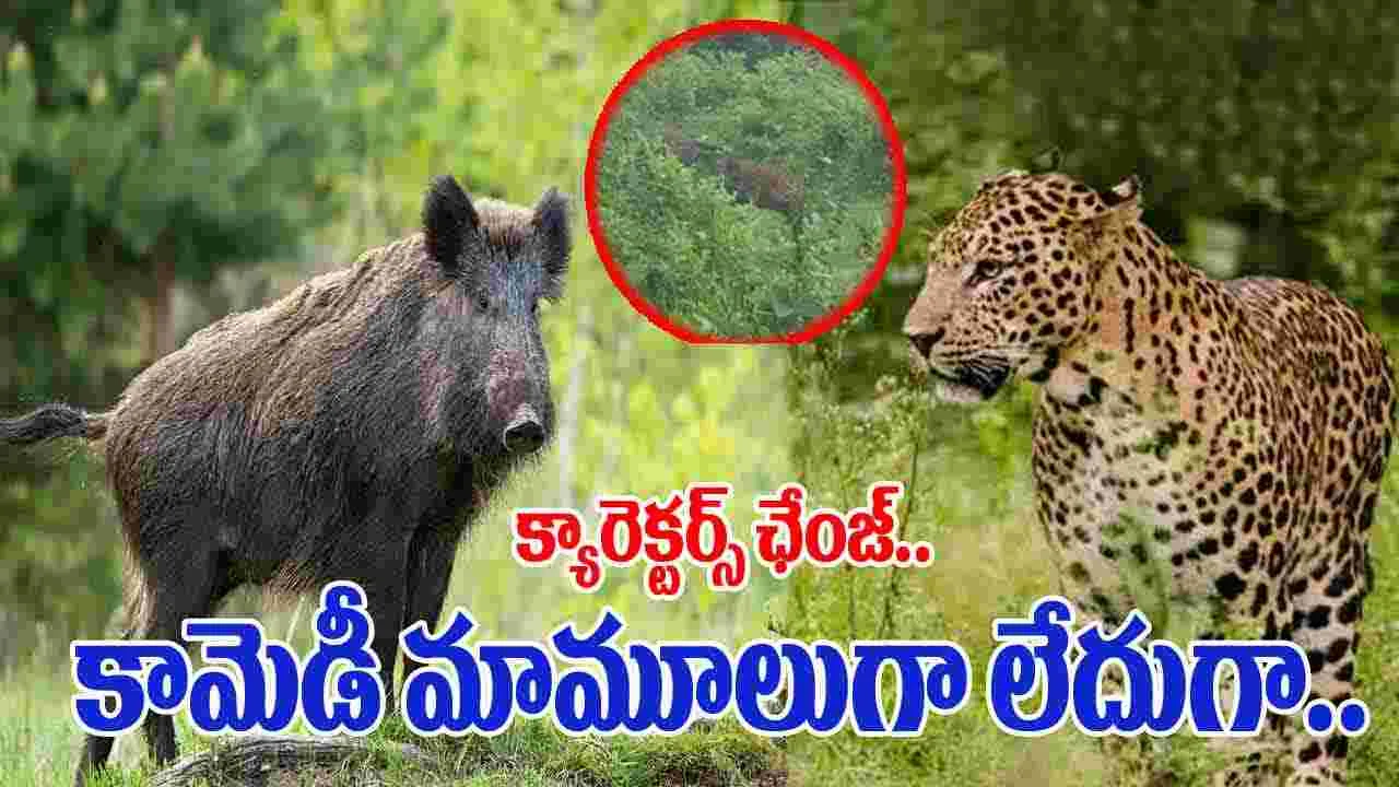 Leopard VS Wild boar: దయ్యం కానీ పట్టలేదుగా.. చిరుతను చూడగానే అడవి పంది ఏం చేసిందంటే..