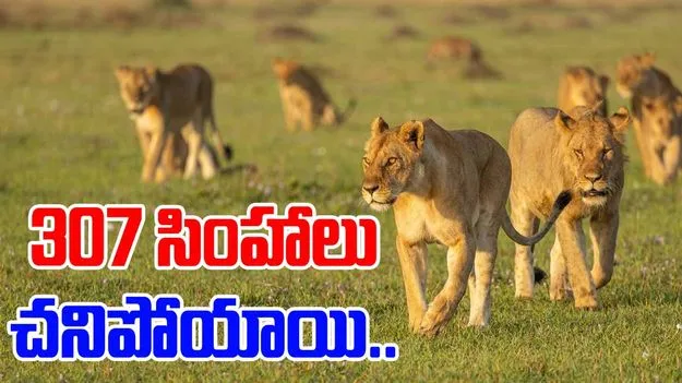 Lion deaths: రెండేళ్లలో 300కు పైగా సింహాల మృతి.. కారణాలు ఏంటో తెలిస్తే..