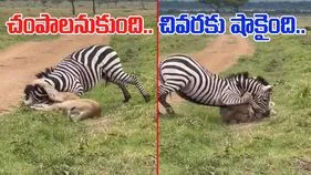 Zebra VS Lion: జీబ్రాను వెంటపడిన సింహం.. ప్రాణాలు తీసే సమయంలో షాకింగ్ ట్విస్ట్.. చివరకు.. 