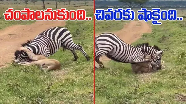 Zebra VS Lion: జీబ్రాను వెంటపడిన సింహం.. ప్రాణాలు తీసే సమయంలో షాకింగ్ ట్విస్ట్.. చివరకు.. 