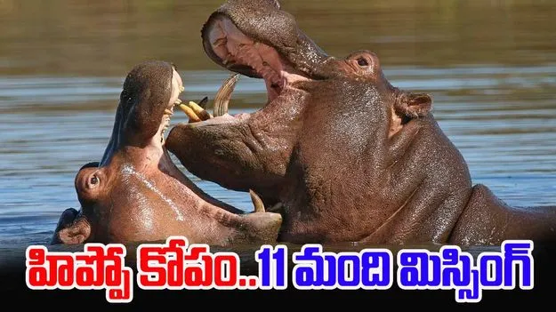 Hippo Capsizes Boat: పడవను ఎత్తి పడేసిన హిప్పో.. 11 మంది మిస్సింగ్..